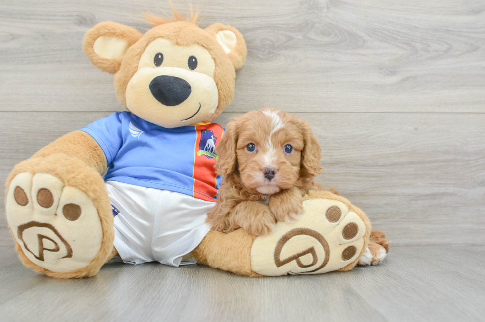 7 week old Cavapoo Puppy For Sale - Lone Star Pups