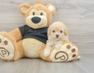 8 week old Cavapoo Puppy For Sale - Lone Star Pups