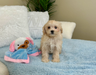 9 week old Cavapoo Puppy For Sale - Lone Star Pups