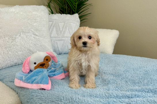 Cavapoo Pup Being Cute