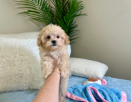 10 week old Cavapoo Puppy For Sale - Lone Star Pups