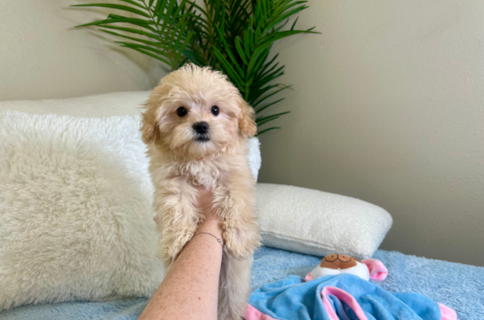 Cavapoo Puppy for Adoption