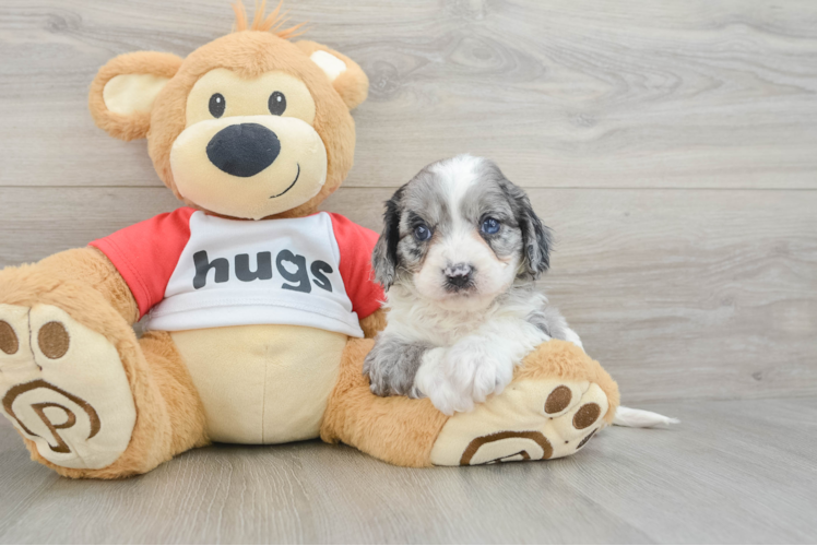 Smart Cavapoo Poodle Mix Pup