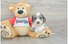 Smart Cavapoo Poodle Mix Pup