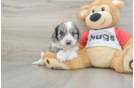 Cavapoo Puppy for Adoption