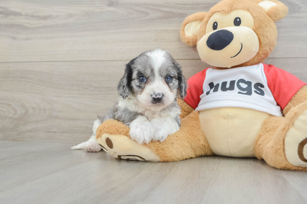 Cavapoo Puppy for Adoption