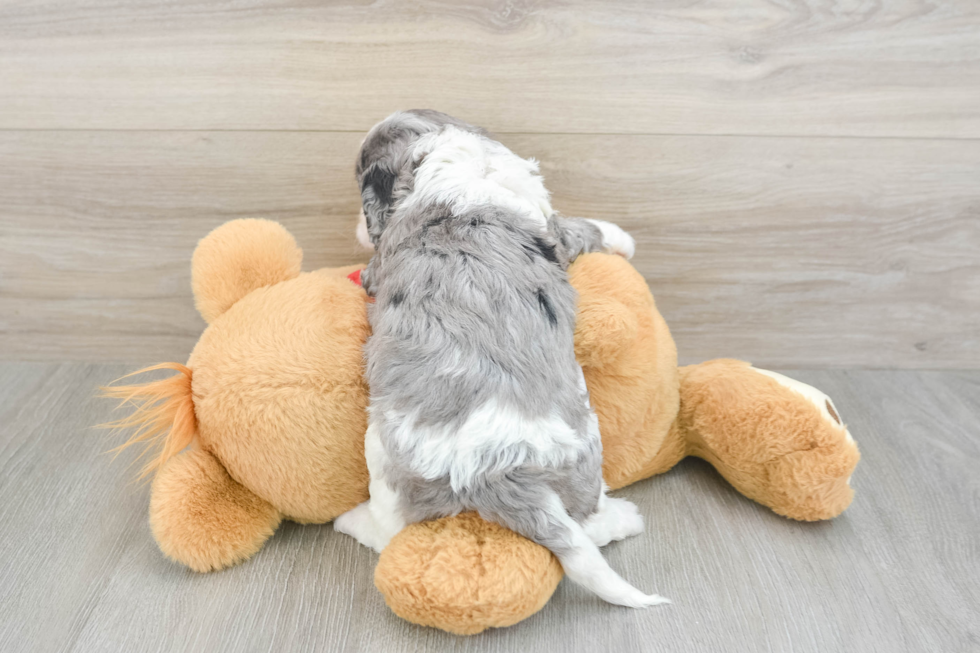 Best Cavapoo Baby
