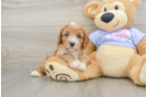 Energetic Cavoodle Poodle Mix Puppy