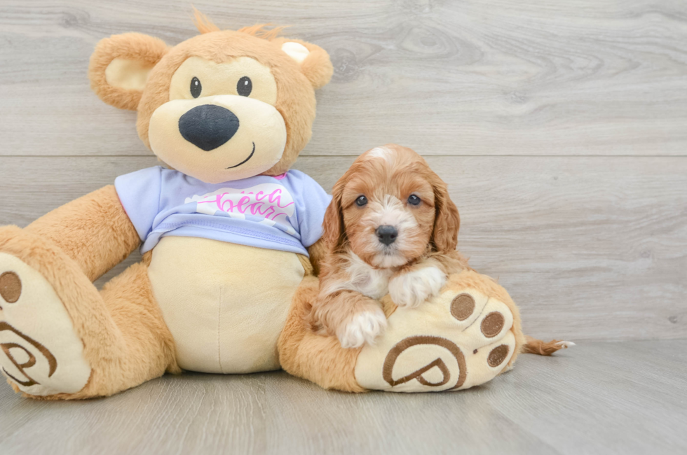 5 week old Cavapoo Puppy For Sale - Lone Star Pups