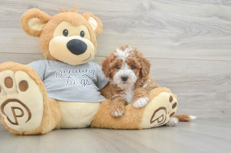 6 week old Cavapoo Puppy For Sale - Lone Star Pups