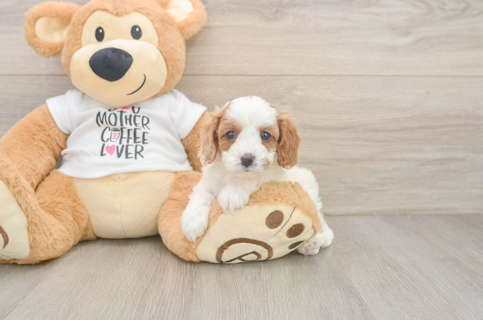 6 week old Cavapoo Puppy For Sale - Lone Star Pups