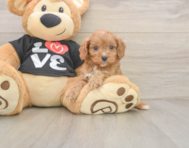 7 week old Cavapoo Puppy For Sale - Lone Star Pups