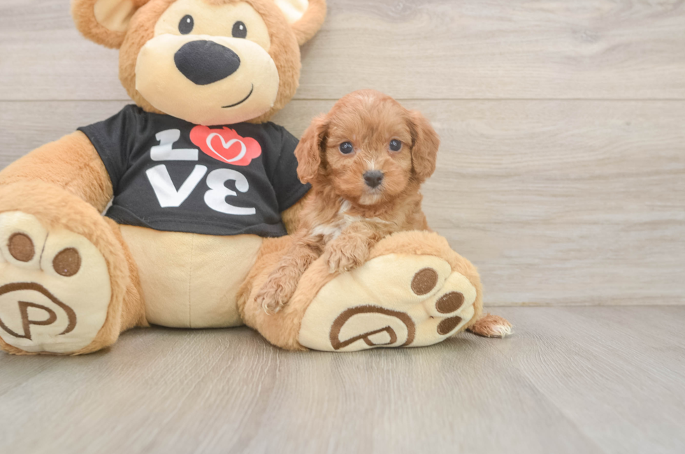 5 week old Cavapoo Puppy For Sale - Lone Star Pups
