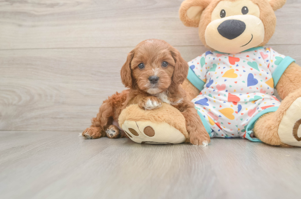 6 week old Cavapoo Puppy For Sale - Lone Star Pups