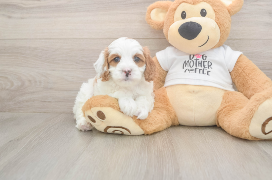 5 week old Cavapoo Puppy For Sale - Lone Star Pups Sweet Cavapoo Baby