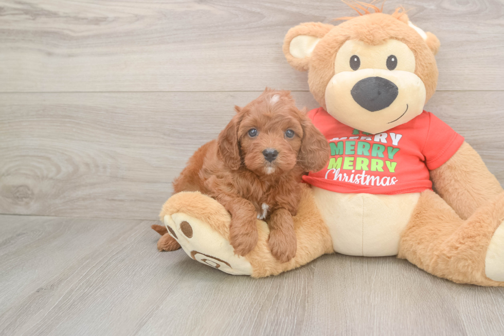 Cavapoo Puppy for Adoption