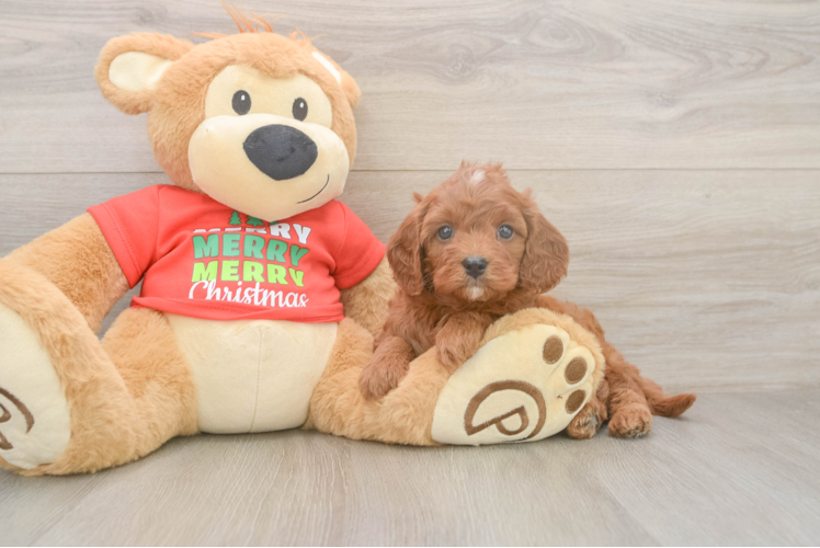 Cavapoo Puppy for Adoption