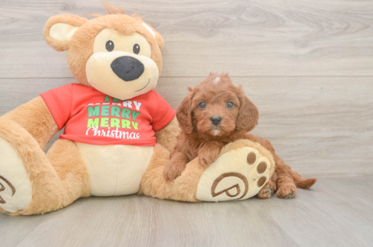 Cavapoo Puppy for Adoption