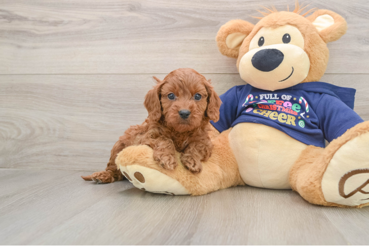 Popular Cavapoo Poodle Mix Pup