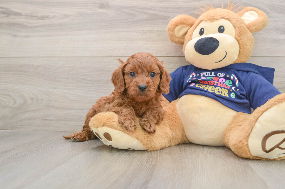 5 week old Cavapoo Puppy For Sale - Lone Star Pups