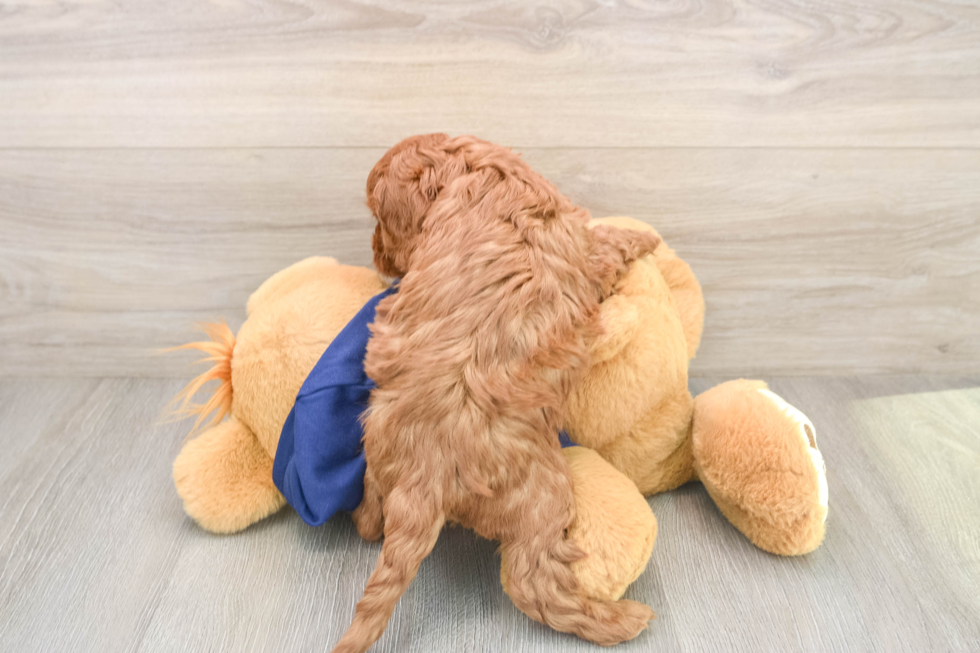 Energetic Cavoodle Poodle Mix Puppy