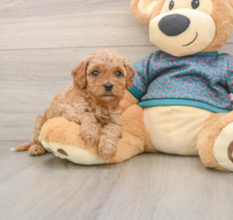 8 week old Cavapoo Puppy For Sale - Lone Star Pups