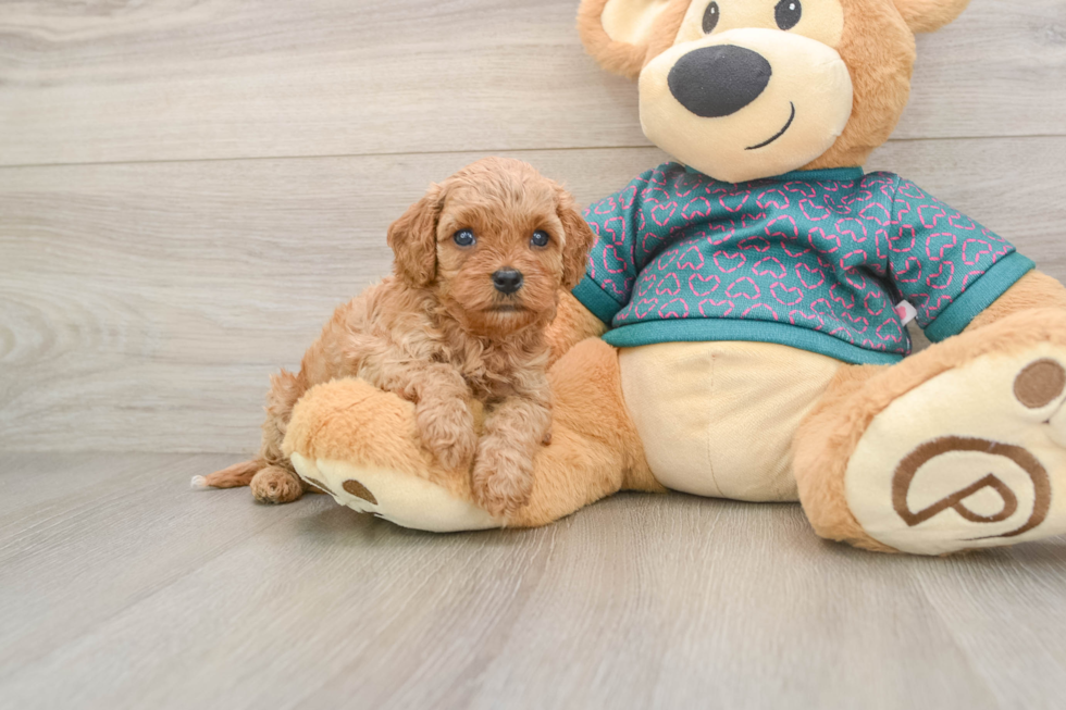 Popular Cavapoo Poodle Mix Pup