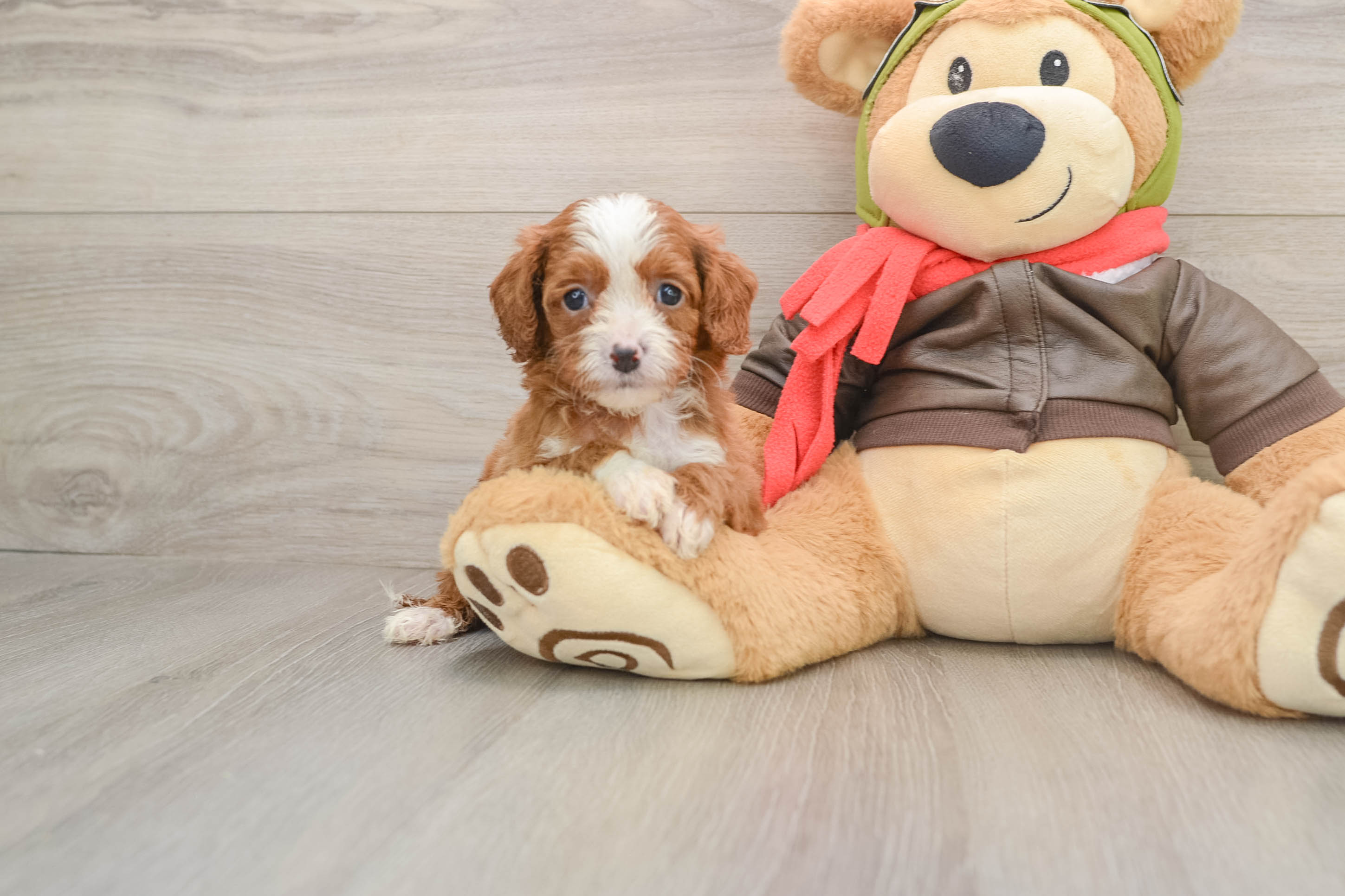 Funny Cavapoo Poodle Mix Pup