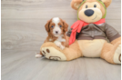 Funny Cavapoo Poodle Mix Pup