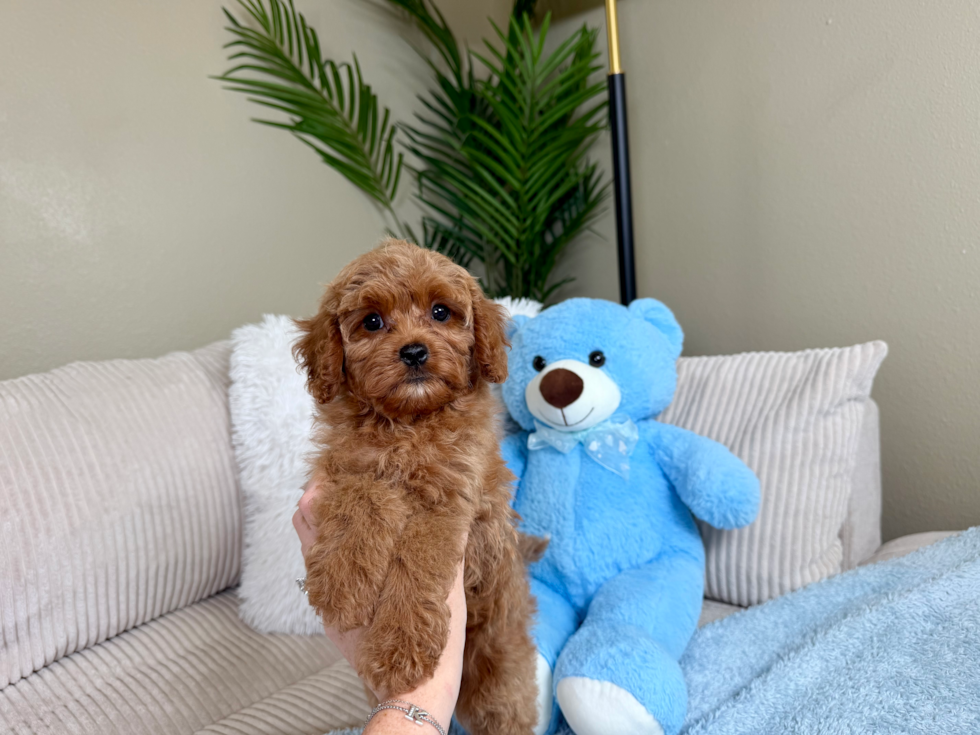 Cavapoo Pup Being Cute