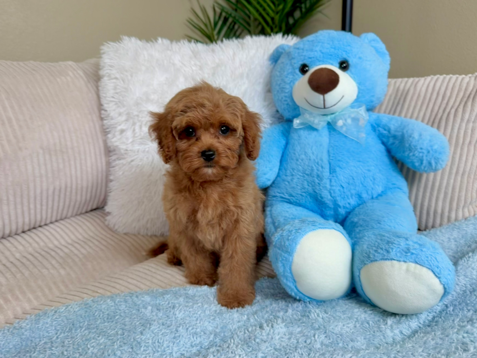 Cavapoo Pup Being Cute