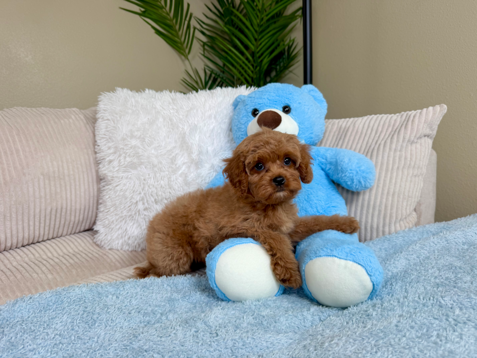 Cavapoo Puppy for Adoption