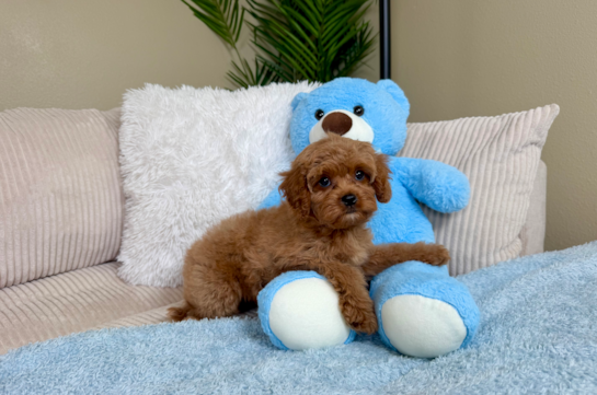 Cavapoo Puppy for Adoption