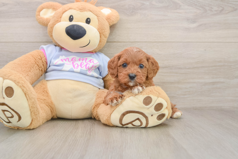 Petite Cavapoo Poodle Mix Pup