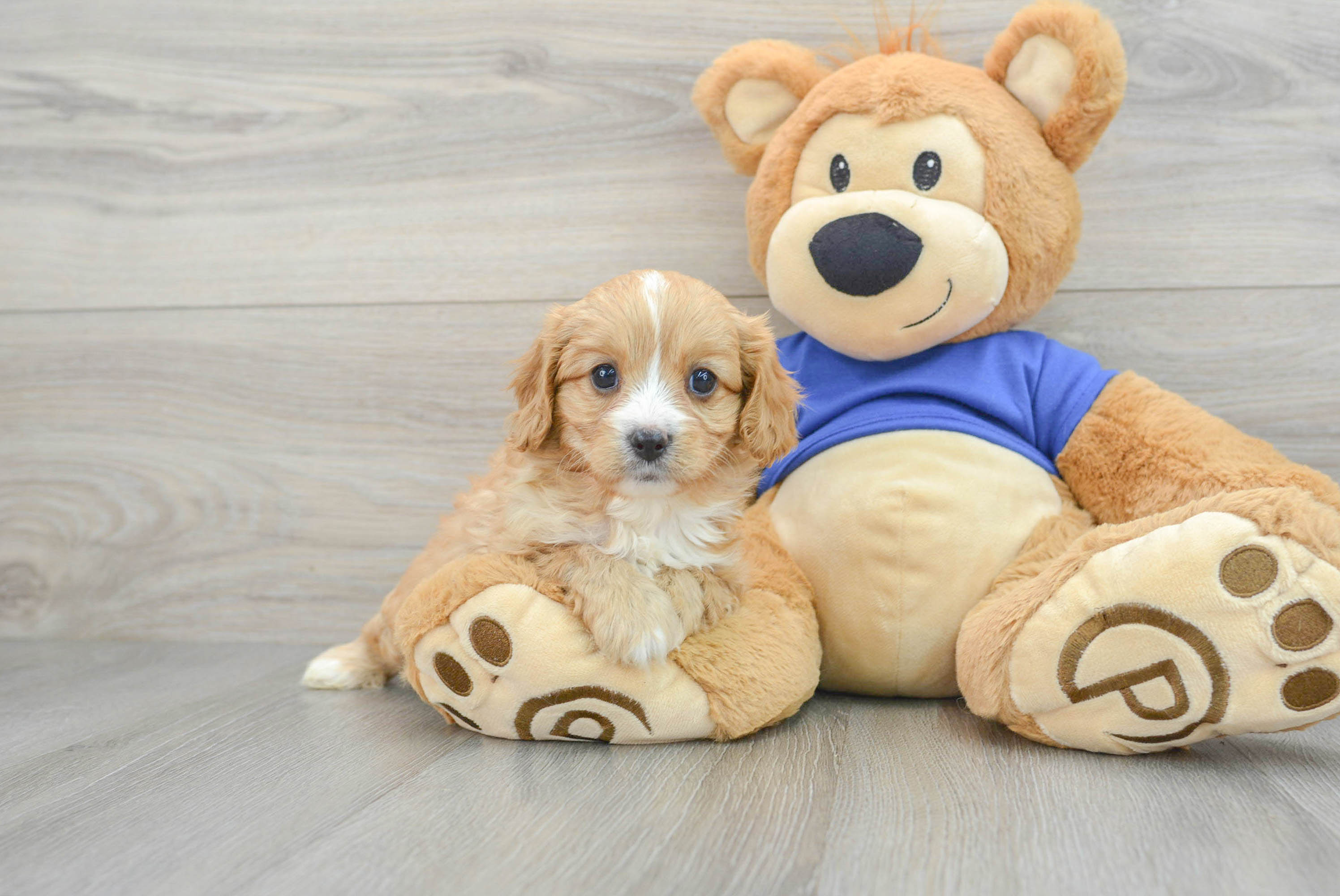 Small Cavapoo Baby