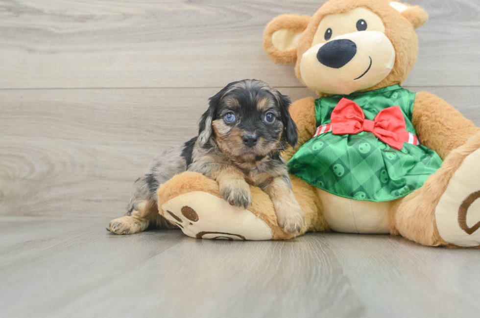 6 week old Cavapoo Puppy For Sale - Lone Star Pups