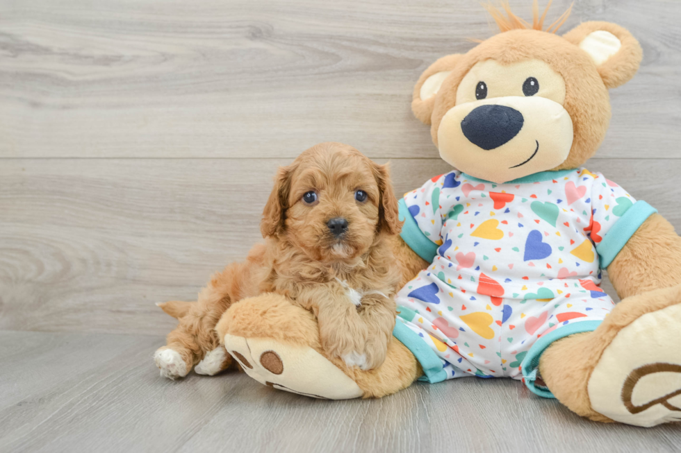 Cavapoo Puppy for Adoption