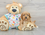 8 week old Cavapoo Puppy For Sale - Lone Star Pups