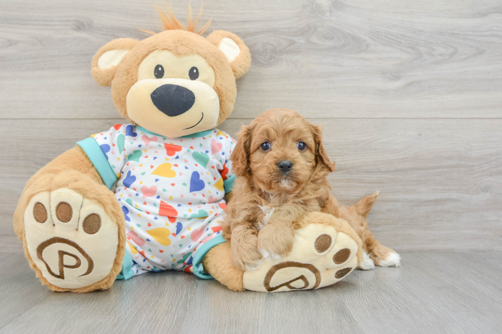 Cavapoo Pup Being Cute