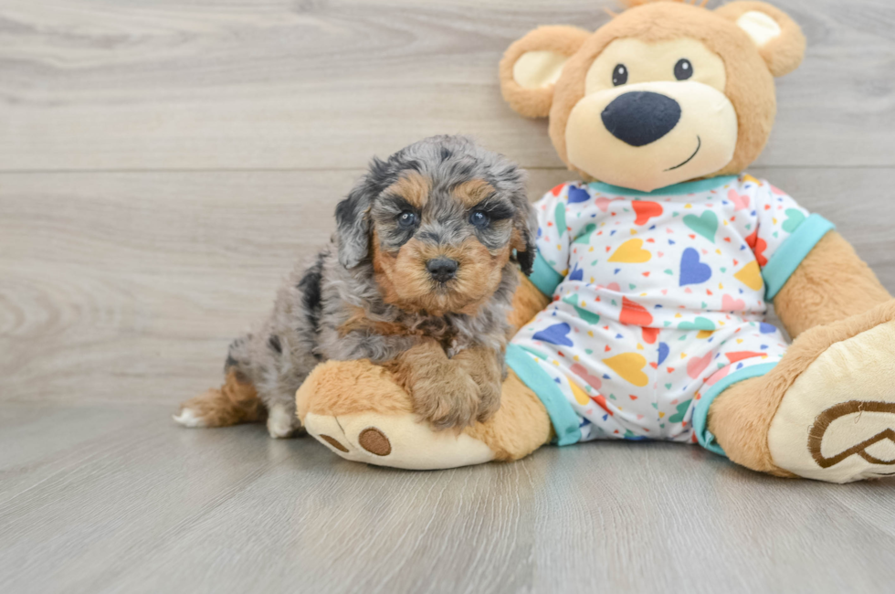 5 week old Cavapoo Puppy For Sale - Lone Star Pups