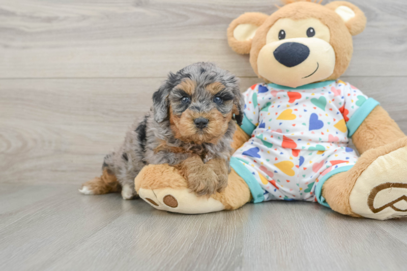 Meet Evie - our Cavapoo Puppy Photo 1/3 - Lone Star Pups