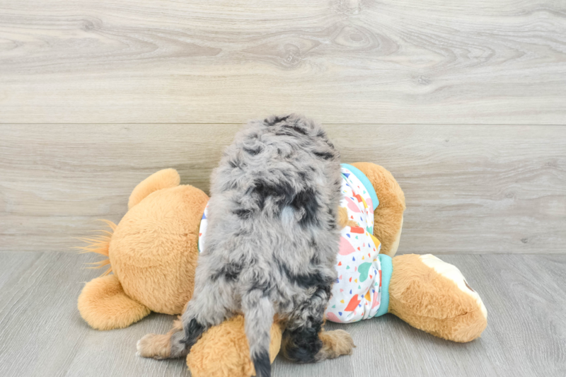 Meet Evie - our Cavapoo Puppy Photo 2/3 - Lone Star Pups