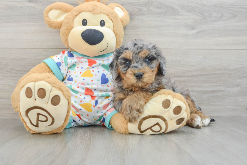 Meet Evie - our Cavapoo Puppy Photo 3/3 - Lone Star Pups