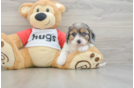 Hypoallergenic Cavadoodle Poodle Mix Puppy