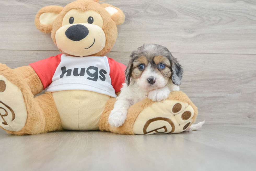 Hypoallergenic Cavadoodle Poodle Mix Puppy