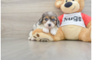 Cavapoo Pup Being Cute