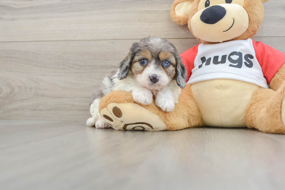 Cavapoo Pup Being Cute