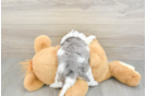 Fluffy Cavapoo Poodle Mix Pup