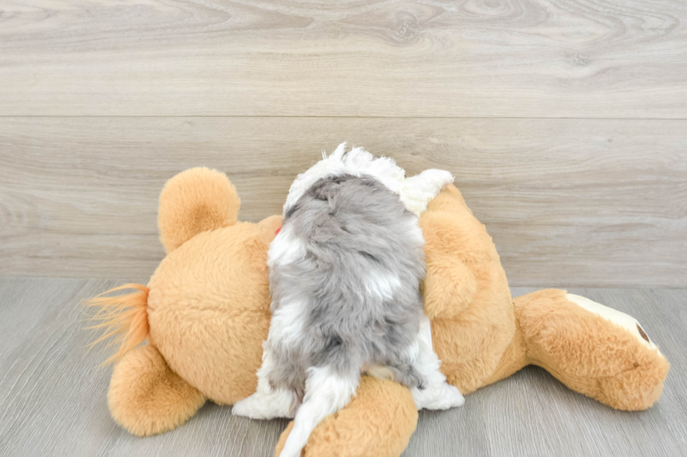 Fluffy Cavapoo Poodle Mix Pup