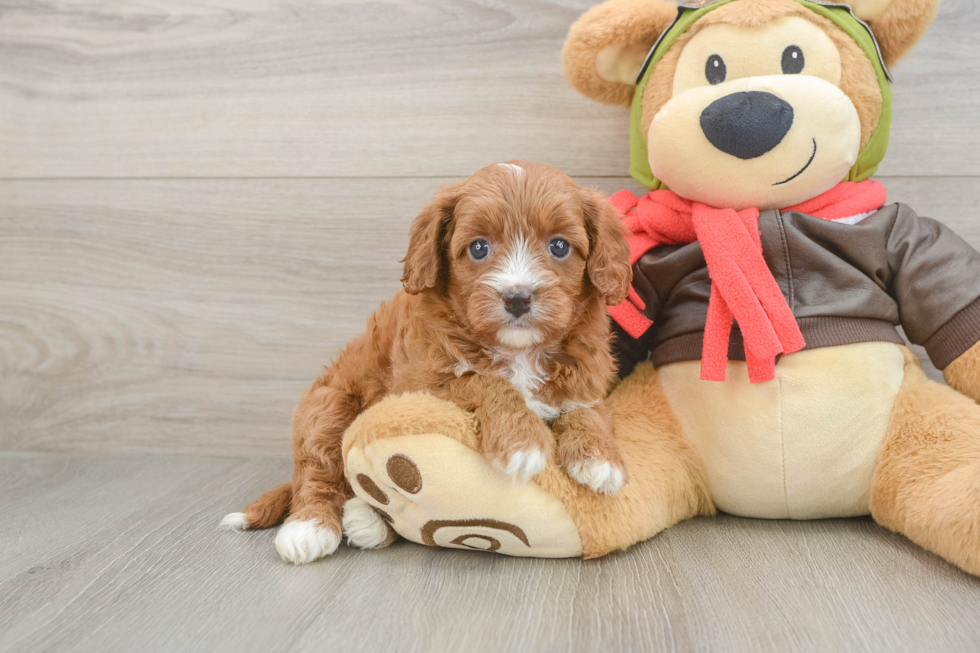 Cavapoo Pup Being Cute